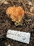  ( - HAY-F-007765)  @11 [ ] by-nc (2023) Damon Tighe Fungal Diversity Survey
