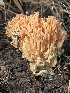  ( - HAY-F-007765)  @11 [ ] by-nc (2023) Damon Tighe Fungal Diversity Survey