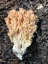  (Ramaria sp. CA05 - HAY-F-007765)  @11 [ ] by-nc (2023) Damon Tighe Fungal Diversity Survey
