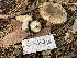  ( - HAY-F-007766)  @11 [ ] by-nc (2023) Damon Tighe Fungal Diversity Survey