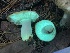  ( - HAY-F-007766)  @11 [ ] by-nc (2023) Damon Tighe Fungal Diversity Survey