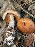  ( - HAY-F-005438)  @11 [ ] by-nc (2023) Damon Tighe Fungal Diversity Survey