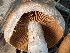  ( - HAY-F-005438)  @11 [ ] by-nc (2023) Damon Tighe Fungal Diversity Survey