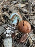  ( - HAY-F-005438)  @11 [ ] by-nc (2023) Damon Tighe Fungal Diversity Survey