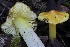  (Hygrocybe sp. acutoconica-PNW05 - HAY-F-008383)  @11 [ ] by-nc (2023) Taye Bright Fungal Diversity Survey