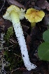  ( - HAY-F-008383)  @11 [ ] by-nc (2023) Taye Bright Fungal Diversity Survey