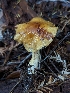  ( - HAY-F-008175)  @11 [ ] by-nc (2023) Warren Cardimona Fungal Diversity Survey