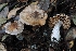  (Cortinarius sp. CA77 - HAY-F-008000)  @11 [ ] by-nc (2023) Warren Cardimona Fungal Diversity Survey