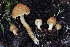  ( - HAY-F-007999)  @11 [ ] by-nc (2023) Warren Cardimona Fungal Diversity Survey