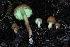  ( - HAY-F-007999)  @11 [ ] by-nc (2023) Warren Cardimona Fungal Diversity Survey