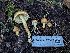  ( - HAY-F-007999)  @11 [ ] by-nc (2023) Warren Cardimona Fungal Diversity Survey