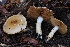  (Phlegmacium aureoarmillatum - HAY-F-007997)  @11 [ ] by-nc (2023) Warren Cardimona Fungal Diversity Survey
