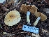  ( - HAY-F-007997)  @11 [ ] by-nc (2023) Warren Cardimona Fungal Diversity Survey