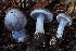  ( - HAY-F-008002)  @11 [ ] by-nc (2023) Warren Cardimona Fungal Diversity Survey