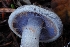  ( - HAY-F-008002)  @11 [ ] by-nc (2023) Warren Cardimona Fungal Diversity Survey