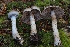  ( - HAY-F-007998)  @11 [ ] by-nc (2023) Warren Cardimona Fungal Diversity Survey