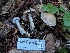  ( - HAY-F-007998)  @11 [ ] by-nc (2023) Warren Cardimona Fungal Diversity Survey