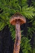  ( - HAY-F-007996)  @11 [ ] by-nc (2023) Warren Cardimona Fungal Diversity Survey