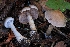  ( - HAY-F-007998)  @11 [ ] by-nc (2023) Warren Cardimona Fungal Diversity Survey