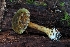  ( - HAY-F-008176)  @11 [ ] by-nc (2023) Warren Cardimona Fungal Diversity Survey
