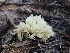  ( - HAY-F-006745)  @11 [ ] by (2023) Mandy Hackney Fungal Diversity Survey