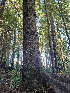  ( - HAY-F-006745)  @11 [ ] by (2023) Mandy Hackney Fungal Diversity Survey