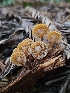  ( - HAY-F-006746)  @11 [ ] by (2023) Mandy Hackney Fungal Diversity Survey