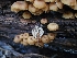  ( - HAY-F-006746)  @11 [ ] by (2023) Mandy Hackney Fungal Diversity Survey
