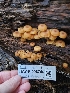  ( - HAY-F-006746)  @11 [ ] by (2023) Mandy Hackney Fungal Diversity Survey
