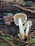  ( - HAY-F-007445)  @11 [ ] by (2023) Mandy Hackney Fungal Diversity Survey