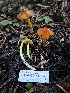  ( - HAY-F-007417)  @11 [ ] by (2023) Mandy Hackney Fungal Diversity Survey