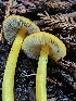  ( - HAY-F-007417)  @11 [ ] by (2023) Mandy Hackney Fungal Diversity Survey