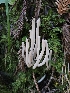  (Clavaria sp. CA08 - HAY-F-006747)  @11 [ ] by (2023) Mandy Hackney Fungal Diversity Survey