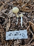  ( - HAY-F-006753)  @11 [ ] by (2023) Mandy Hackney Fungal Diversity Survey