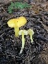 ( - HAY-F-006241)  @11 [ ] by (2023) Mandy Hackney Fungal Diversity Survey