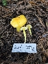  ( - HAY-F-006241)  @11 [ ] by (2023) Mandy Hackney Fungal Diversity Survey