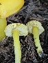  ( - HAY-F-006241)  @11 [ ] by (2023) Mandy Hackney Fungal Diversity Survey