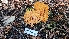  (Ramaria sp. PNW43 - HAY-F-002280)  @11 [ ] by-nc (2023) Thea Chesney Fungal Diversity Survey