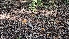  ( - HAY-F-002280)  @11 [ ] by-nc (2023) Thea Chesney Fungal Diversity Survey