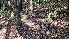  ( - HAY-F-002280)  @11 [ ] by-nc (2023) Thea Chesney Fungal Diversity Survey