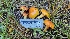  ( - HAY-F-002285)  @11 [ ] by-nc (2023) Thea Chesney Fungal Diversity Survey