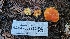  ( - HAY-F-002290)  @11 [ ] by-nc (2023) Thea Chesney Fungal Diversity Survey