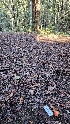  ( - HAY-F-002290)  @11 [ ] by-nc (2023) Thea Chesney Fungal Diversity Survey