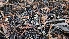  ( - HAY-F-002298)  @11 [ ] by-nc (2023) Thea Chesney Fungal Diversity Survey