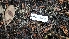  ( - HAY-F-002298)  @11 [ ] by-nc (2023) Thea Chesney Fungal Diversity Survey