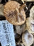  ( - HAY-F-007501)  @11 [ ] by-nc (2023) Bat Vardeh Fungal Diversity Survey