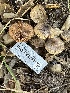  ( - HAY-F-007501)  @11 [ ] by-nc (2023) Bat Vardeh Fungal Diversity Survey