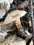  ( - HAY-F-007500)  @11 [ ] by-nc (2023) Bat Vardeh Fungal Diversity Survey