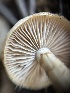  ( - HAY-F-007500)  @11 [ ] by-nc (2023) Bat Vardeh Fungal Diversity Survey