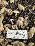  ( - HAY-F-007500)  @11 [ ] by-nc (2023) Bat Vardeh Fungal Diversity Survey